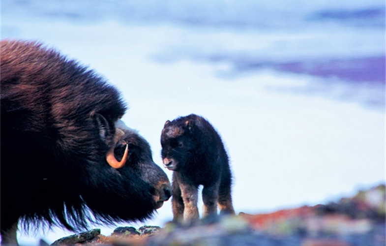 Baby and Mother (Muskoxen) in Arctic Alaska (002)